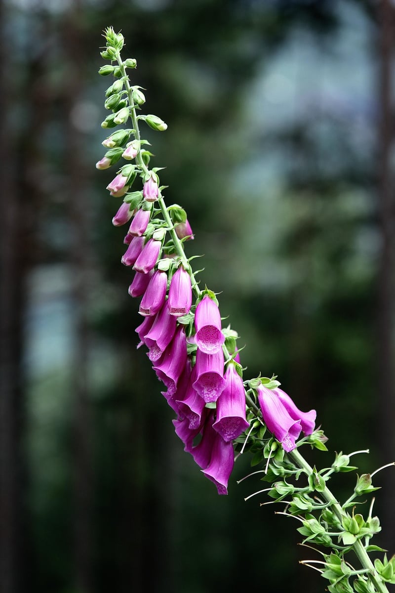Foxgloves