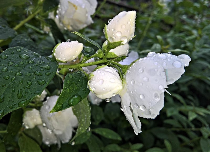 Night-blooming Jasmine
